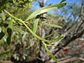 A.ligulata phyllodes mucros