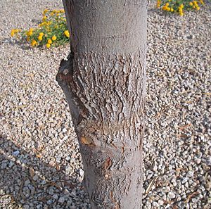 Acacia-salicina-bark2