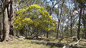 Ingram's Wattle, "Acacia ingramii" Wollomombi Falls, Oxley Wild Rivers National Park, NSW, Australia