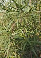 Alectryon oleifolius foliage