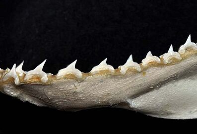 Alopias pelagicus teeth3
