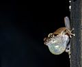 Amboli Bush Frog with enlarged vocal sac for mating calls