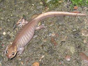 Ambystoma gracile.jpg