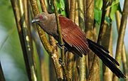 Andaman Coucal