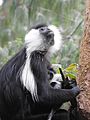 Angolan colobus with infant