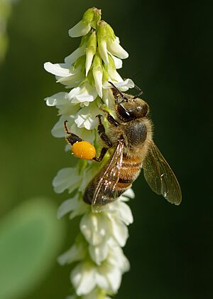 Apis mellifera - Melilotus albus - Keila