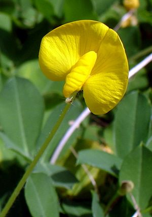 Arachis glabrata.jpg