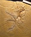 Archaeopteryx lithographica (Cast of Maxberg Specimen)