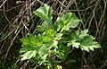 Artemisia-vulgaris-young