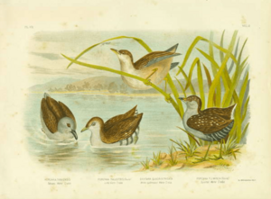 Australian crake (far right)