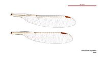 Austrolestes cingulatus male wings (33984754004)