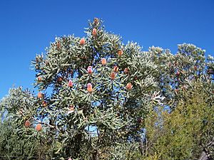 A tree against a bright blue sky with several reddish flower spikes emerging.