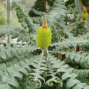 Banksia grandis-IMG 9317