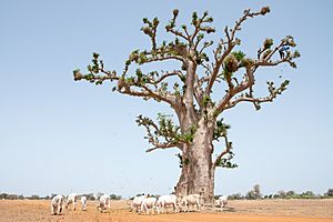 Baobabcowherd