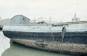 Barnacles on Barbette boat. Spain. 1975 (37498295600)