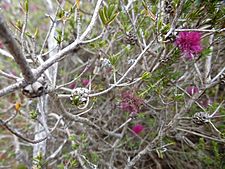 Beaufortia purpurea (fruits)