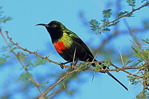 Beautiful Sunbird, Tarangire, Tanzania (8495915882).jpg