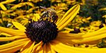 Bee (Apoidea) on flower (Rudbeckia spec.)