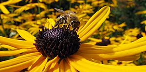 BeeOnFlower2