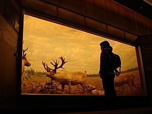 Bell Museum of Natural History diorama