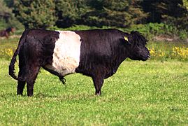Belted galloway bull