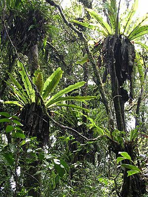 Birds nest ferns in tropical montane forest on Mt Manucoco, Atauro, 30 Dec 2003