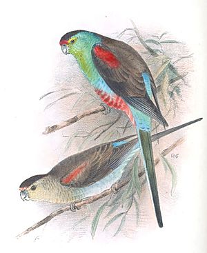 Birds of Australia Mathews vol 6 plate 313