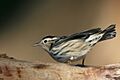 Black-and-white Warbler