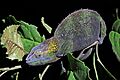 Blue-legged chameleon (Calumma crypticum) female 2 Ranomafana