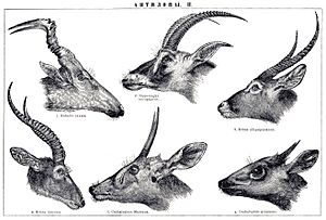 Brockhaus and Efron Encyclopedic Dictionary b2 844-2