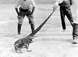 COLLECTIE TROPENMUSEUM Varanus komodoensis die geplaagd wordt TMnr 10006427