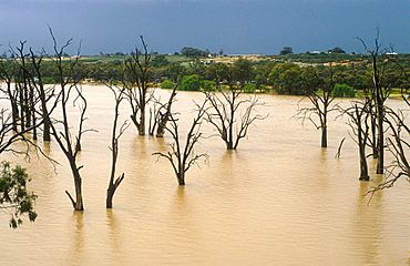 CSIRO ScienceImage 4235 Dead gum trees in the Murray River near Blanchetown SA 1989.jpg