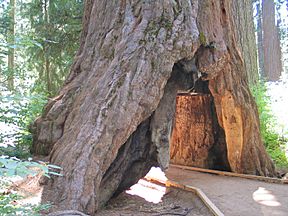 Photo of the tree from 2006. Tree has a tunnel through center of trunk. There is a marked path for people to walk through it.