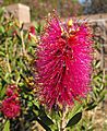 Callistemoncitrinus-jeffersii
