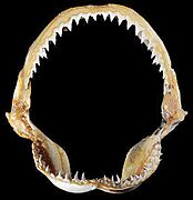 Carcharhinus perezii jaws