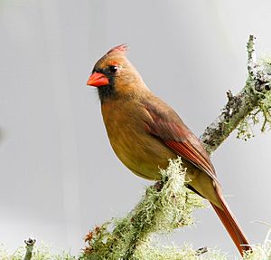 Cardinalis cardinalis -Florida, USA -female-8.jpg