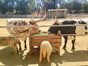 Cattle and sheep at leonis