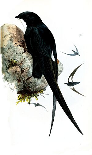 ChaeturaPicinaSmit