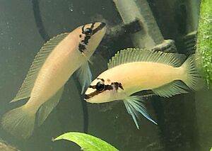 Chalinochromis Brichardi pair.jpg