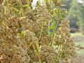 Chenopodium quinoa0