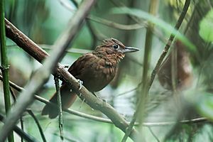 Clibanornis rufipectus - Santa Marta Foliage-gleaner.jpg