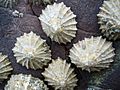 Common limpets1