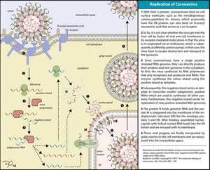 Coronavirus replication