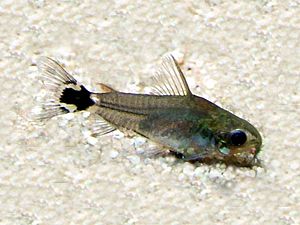 Corydoras hastatus.jpg