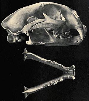 Cougarskull