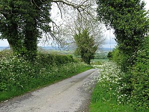 Country Lane: nr.Freynestown, County Kilkenny
