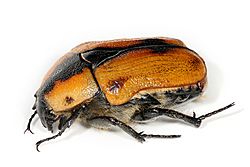 Cowboy beetle - Chondropyga dorsalis02.jpg