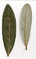 Cryptocarya obovata - leaves