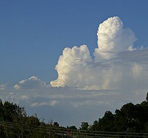 Cumulus congestus cloud.jpg