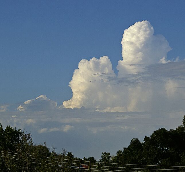Cumulus congestus cloud